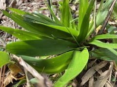 Dichanthelium laxiflorum