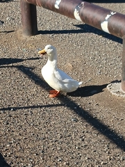 Anas platyrhynchos domesticus