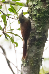 Sittasomus griseicapillus