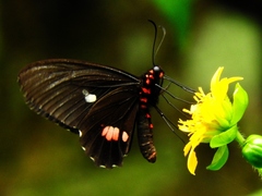 Heraclides anchisiades