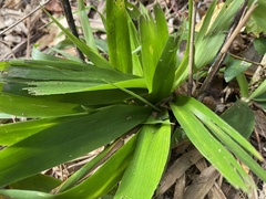 Dichanthelium laxiflorum