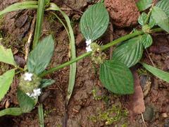 Richardia brasiliensis