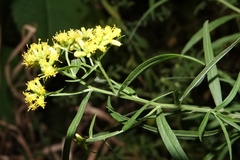 Euthamia graminifolia nuttallii