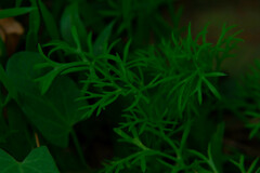 Matricaria chamomilla