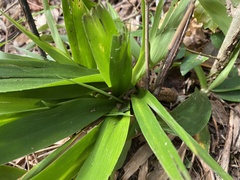 Dichanthelium laxiflorum