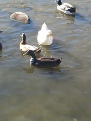 Anas platyrhynchos domesticus