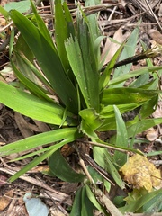 Dichanthelium laxiflorum