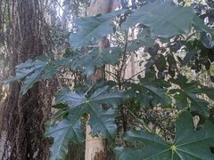 Brachychiton acerifolius