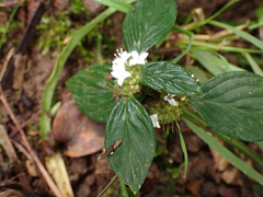 Richardia brasiliensis