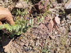 Aristolochia wrightii