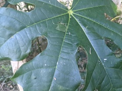 Brachychiton acerifolius
