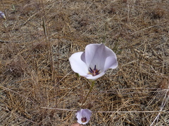 Calochortus invenustus