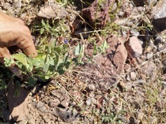 Aristolochia wrightii
