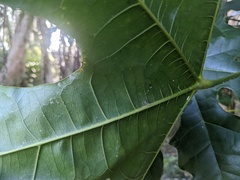 Brachychiton acerifolius