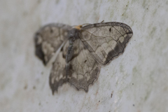 Hydatoscia ategua