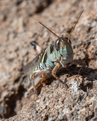Melanoplus lakinus