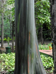 Calycophyllum spruceanum