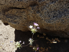 Leptosiphon breviculus