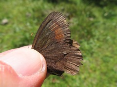 Erebia