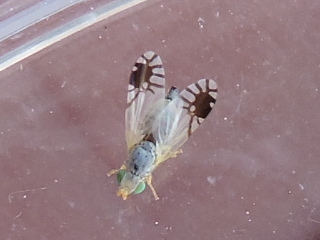 Marigold Fruit Fly
