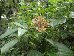 Palicourea padifolia