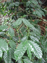 Coffea arabica