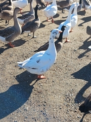 Anser anser domesticus × anser cygnoides domesticus