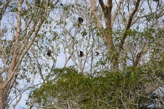 Alouatta seniculus