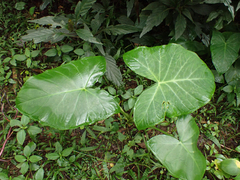 Xanthosoma sagittifolium