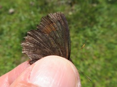 Erebia