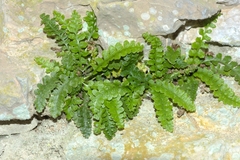 Asplenium jahandiezii