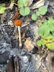 Marasmius vagus