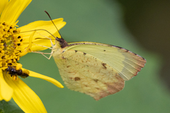 Abaeis salome jamapa