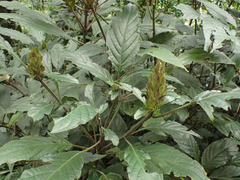 Justicia carnea