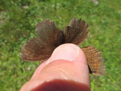 Erebia