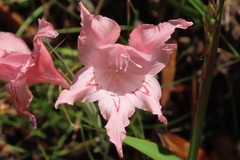 Gladiolus virgatus