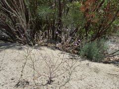 Gilia