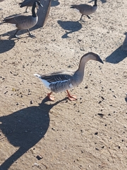 Anser cygnoides domesticus