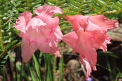 Gladiolus virgatus