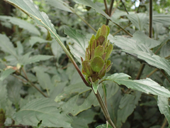 Justicia carnea