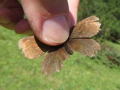 Erebia