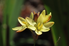 Ixia odorata