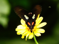 Heraclides anchisiades