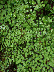 Adiantum andicola