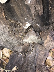 Malacosoma constricta