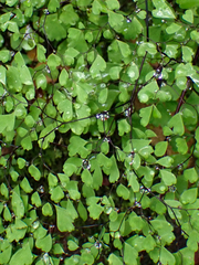Adiantum andicola