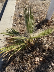 Washingtonia