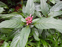 Justicia carnea