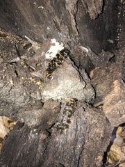 Malacosoma constricta