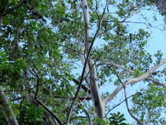 Calycophyllum spruceanum